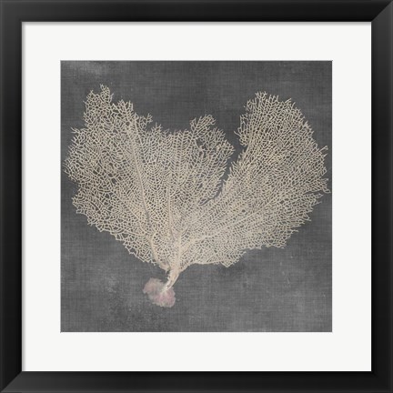 Framed Natural Sea Fan VI Print