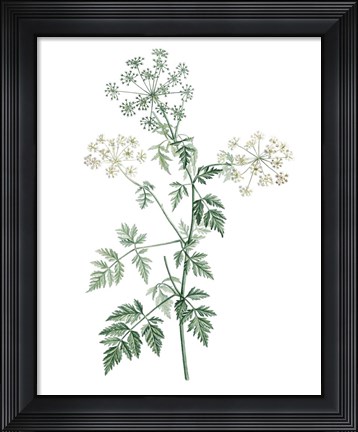Framed Soft Green Botanical II Print