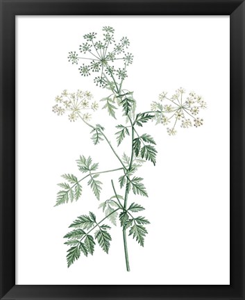 Framed Soft Green Botanical II Print