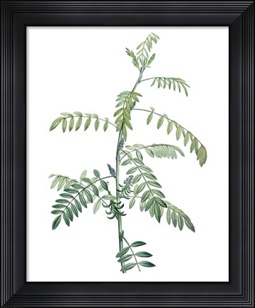 Framed Soft Green Botanical III Print