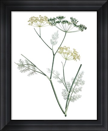 Framed Soft Green Botanical IV Print