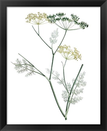 Framed Soft Green Botanical IV Print