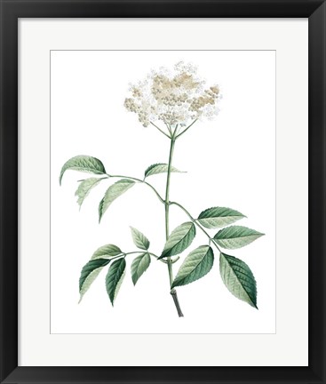 Framed Soft Green Botanical VI Print
