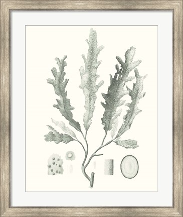 Framed Sage Green Seaweed I Print