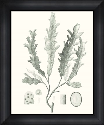 Framed Sage Green Seaweed I Print