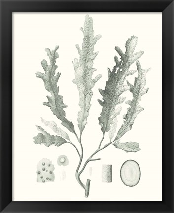 Framed Sage Green Seaweed I Print