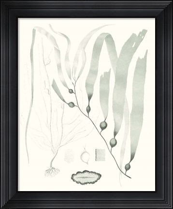 Framed Sage Green Seaweed III Print