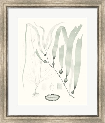 Framed Sage Green Seaweed III Print
