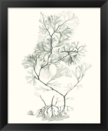 Framed Sage Green Seaweed VI Print