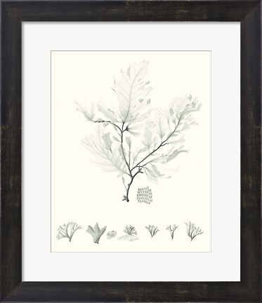 Framed Sage Green Seaweed VII Print