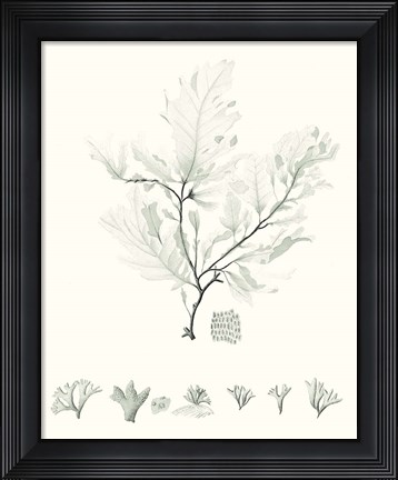 Framed Sage Green Seaweed VII Print