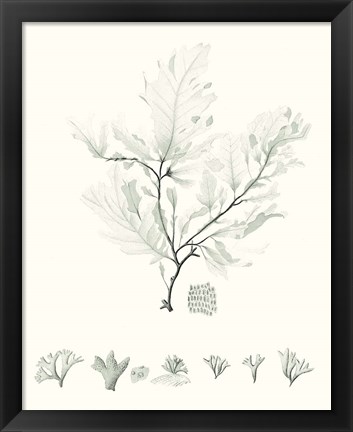 Framed Sage Green Seaweed VII Print