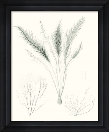 Framed Sage Green Seaweed VIII Print