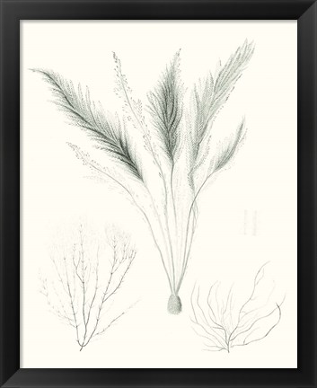 Framed Sage Green Seaweed VIII Print