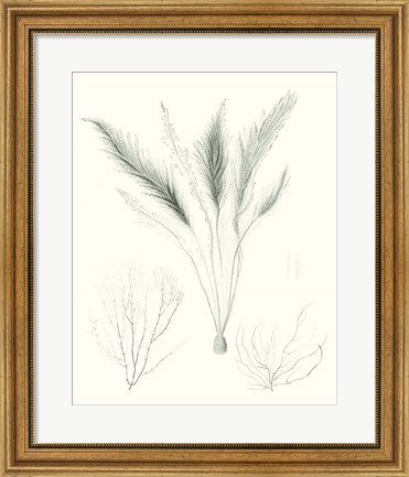 Framed Sage Green Seaweed VIII Print