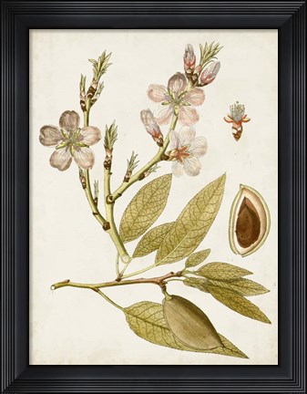 Framed Vintage Charm IV Print