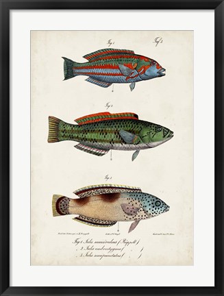 Framed Antique Fish Trio I Print