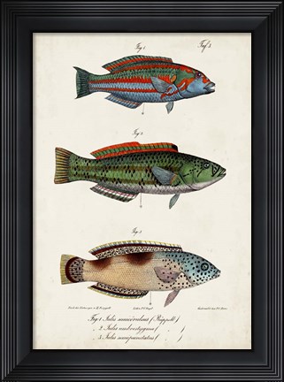 Framed Antique Fish Trio I Print