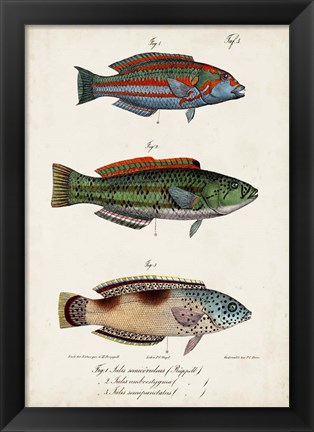 Framed Antique Fish Trio I Print