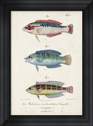 Framed Antique Fish Trio II Print