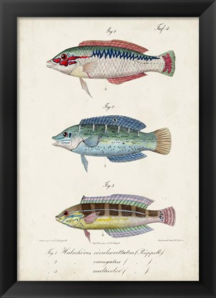 Framed Antique Fish Trio II Print