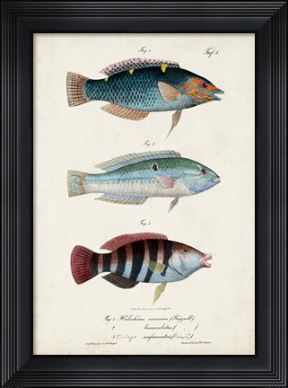 Framed Antique Fish Trio III Print