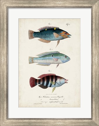 Framed Antique Fish Trio III Print