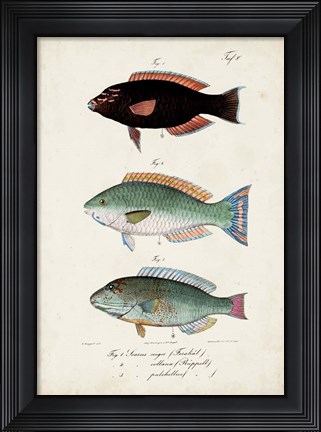 Framed Antique Fish Trio IV Print
