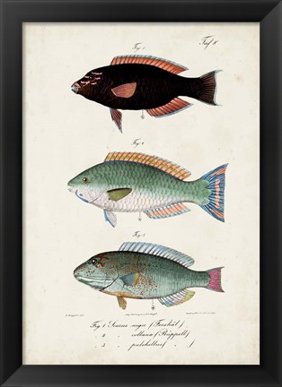 Framed Antique Fish Trio IV Print