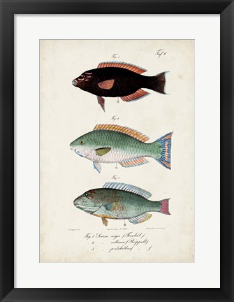 Framed Antique Fish Trio IV Print