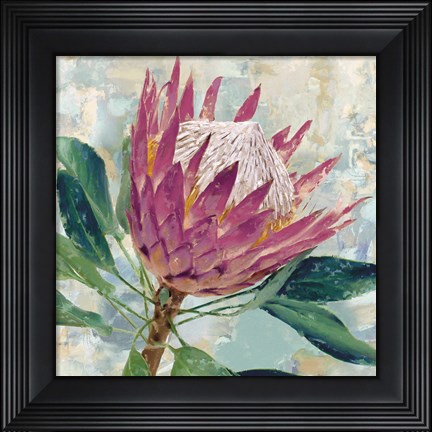 Framed Protea Majestic Print