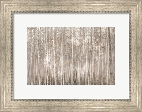 Framed Birch Trees Print