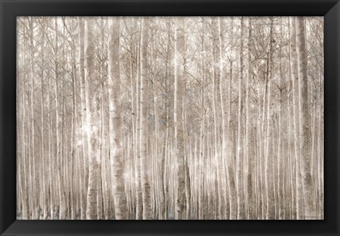 Framed Birch Trees Print