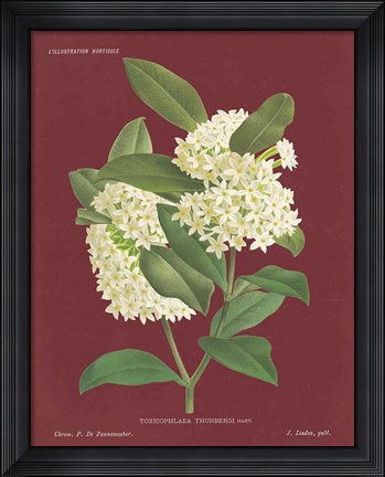 Framed Winter Sweet Pomegranate Print