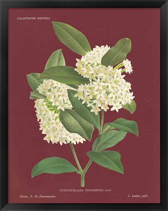 Framed Winter Sweet Pomegranate Print