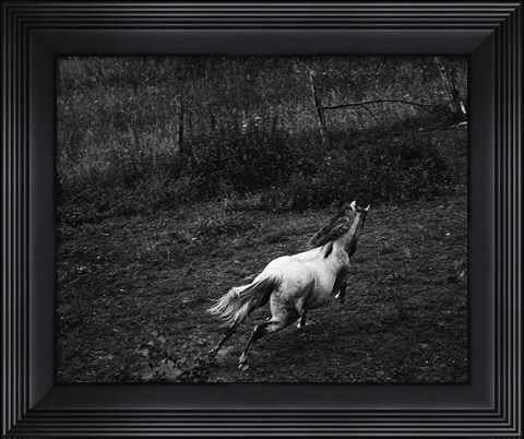 Framed Running Horse Print