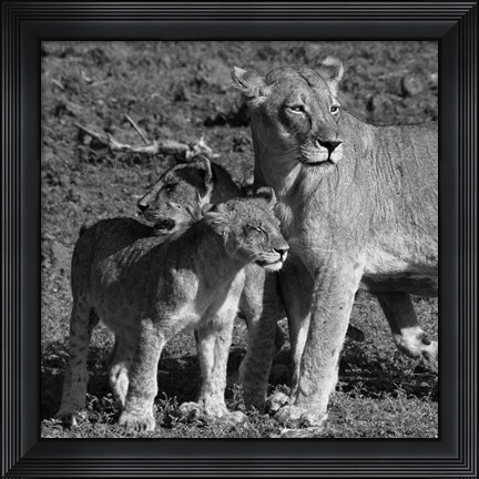 Framed Lioness and Cubs Print