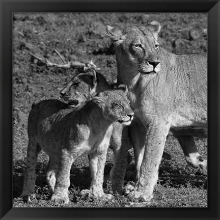 Framed Lioness and Cubs Print