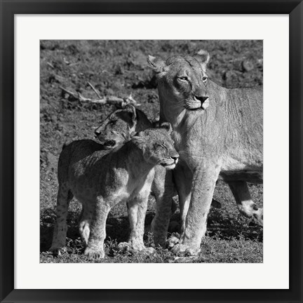 Framed Lioness and Cubs Print