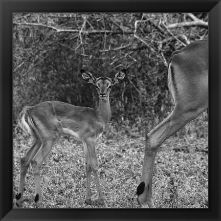 Framed Impala and Baby Print