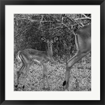 Framed Impala and Baby Print