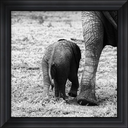 Framed Mama and Baby Elephant II Print
