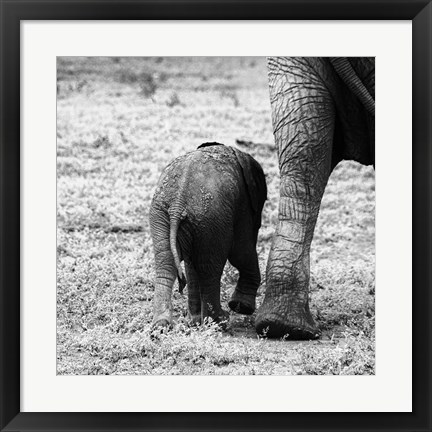 Framed Mama and Baby Elephant II Print