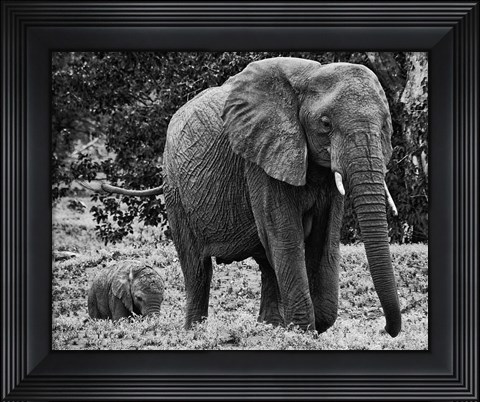 Framed Mama and Baby Elephant I Print