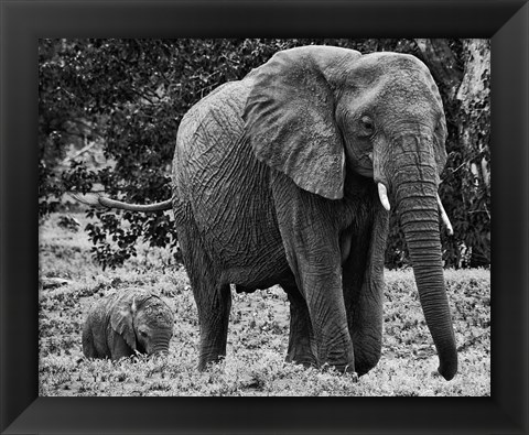 Framed Mama and Baby Elephant I Print