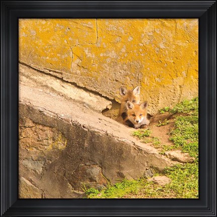 Framed Fox Cubs II Print