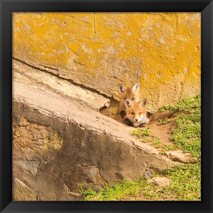 Framed Fox Cubs II Print