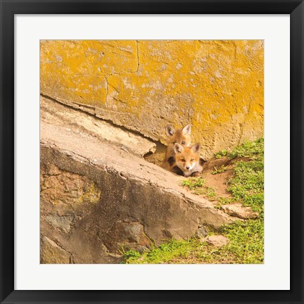 Framed Fox Cubs II Print