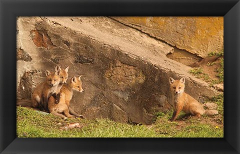 Framed Fox Cubs I Print