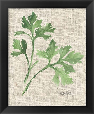 Framed Italian Parsley v2 on Burlap Print